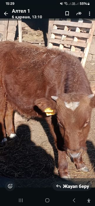 Еркек баспақтар бар 280.250