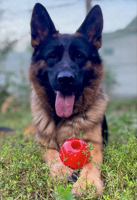 Немски Овчарки малки