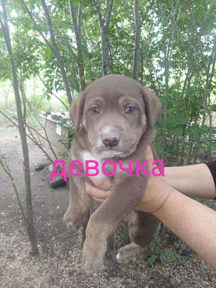 Щенята хорошие охранницы ищут дом