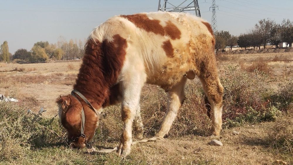 Buqacha sotiladi 9 ,10 oylik