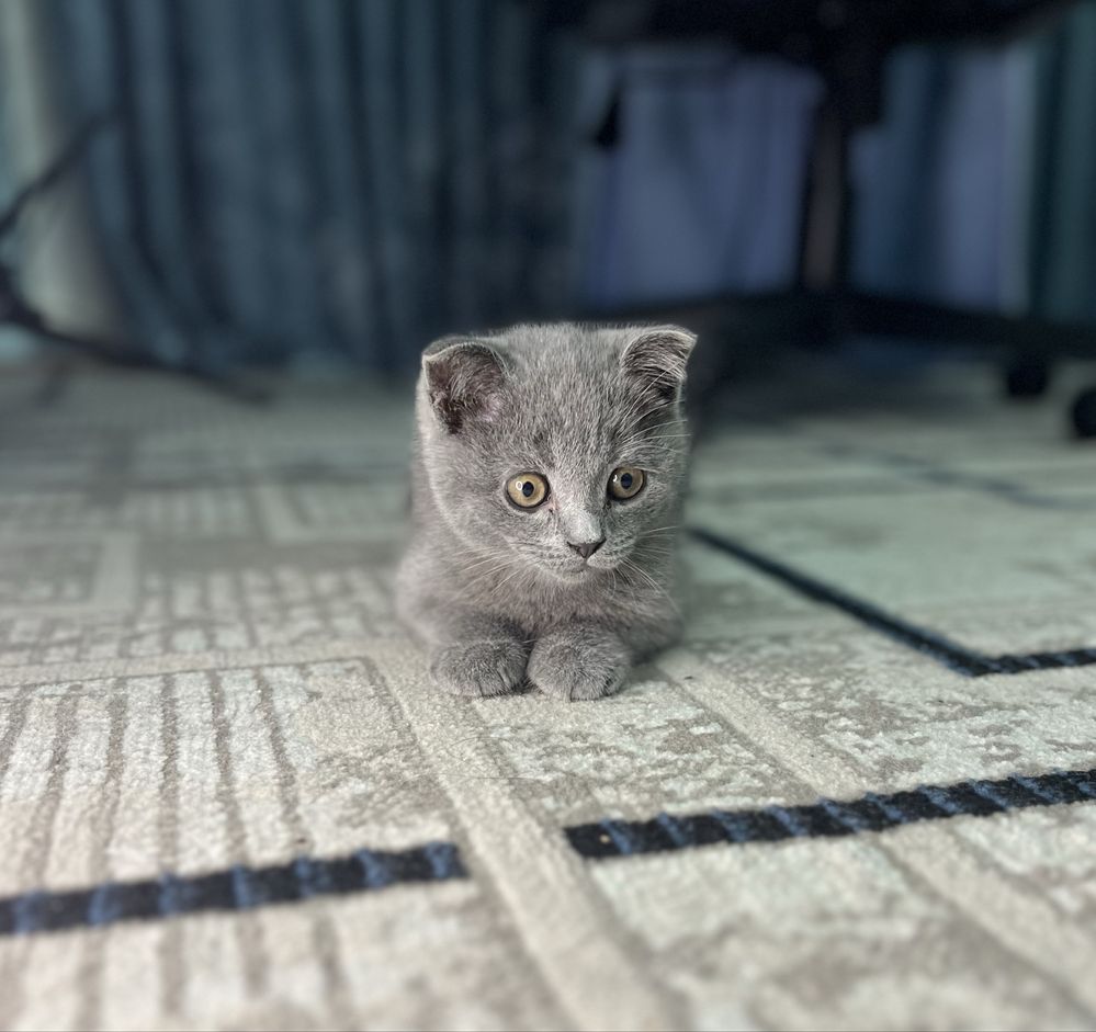 Британский скоттиш  страйт