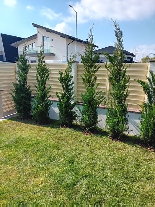 Pepinieră chiparos cupresus leylandi