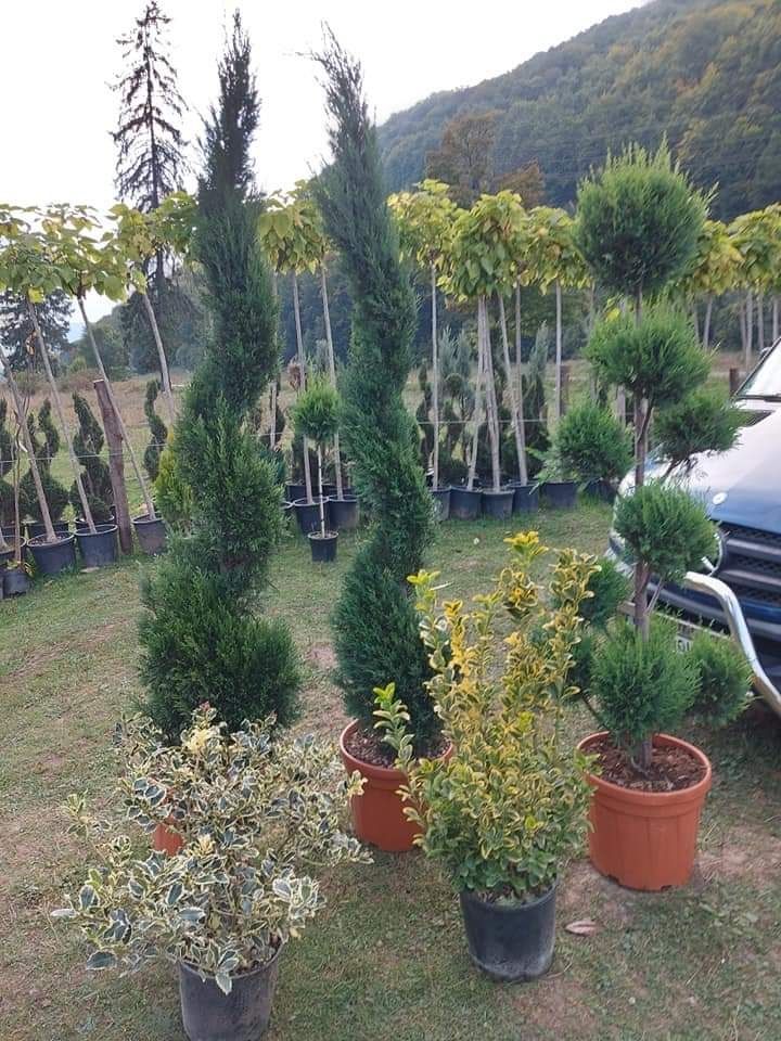 Vand plante ornamentale transport în toata tara plantare este gratuită