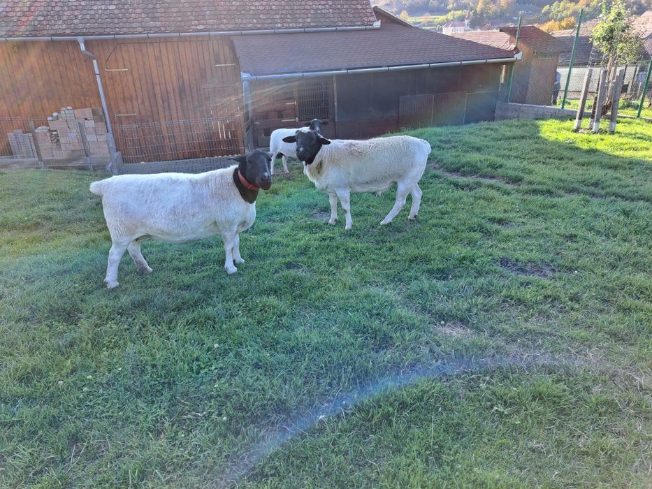 Berbec rasa originala Dorper de vânzare.