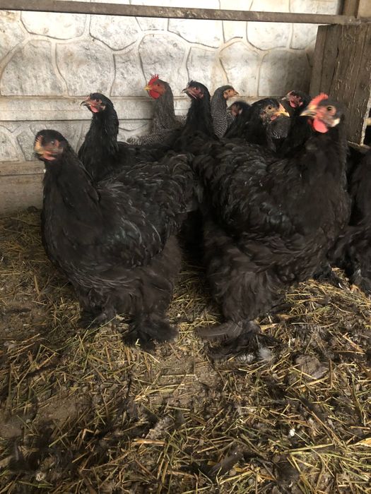 Vand cochinchina urias negreu