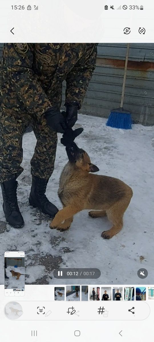 Пропала собака 4 мес.