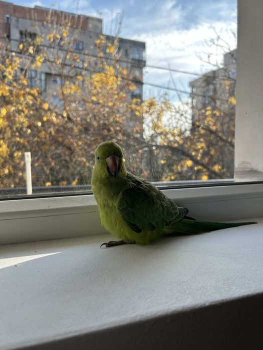 Papagal micul alexandru verde