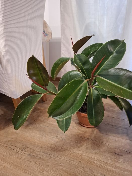 Ficus in ghiveci frumos ramificat,60-70 cm