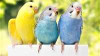 волнистые попугаи разных цветов