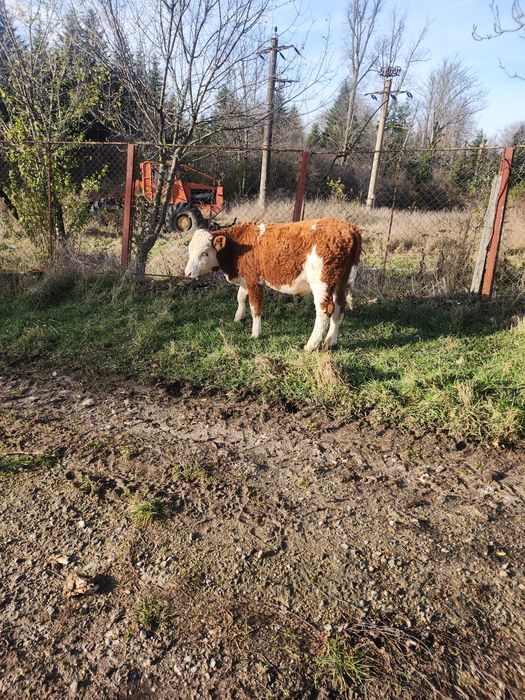 Vând tauras în vârstă de 6 luni