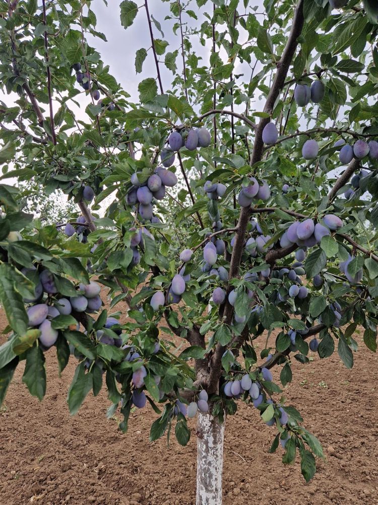 Prune producție proprie