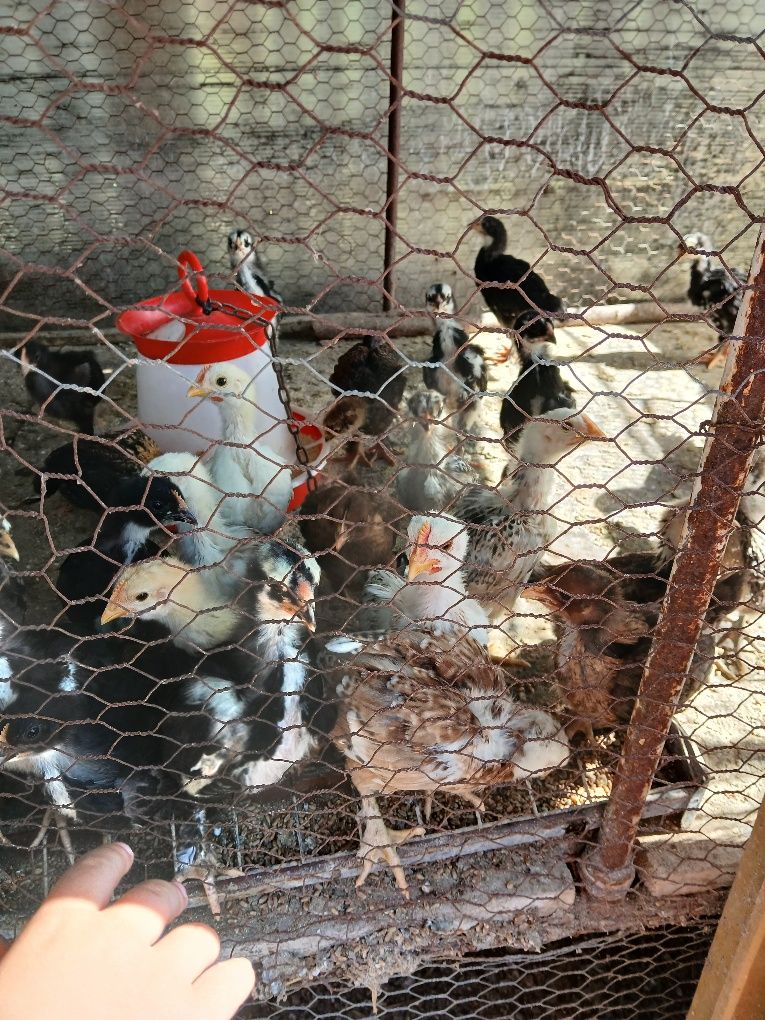 Pui australorp și de casă de vânzare