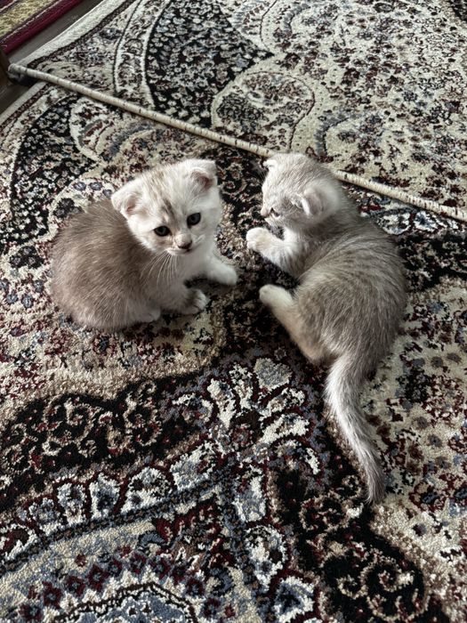 Котята породистые, мама скотиш страйт, папа серебристая шиншила.