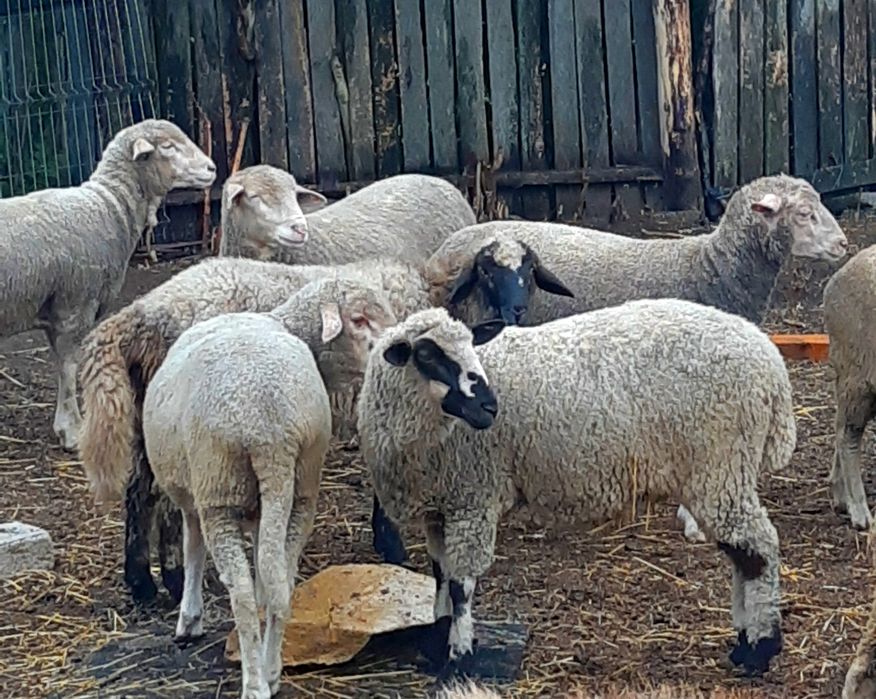 Berbecuti si mieluțe