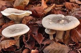 Vand bureti nicoreți 25 de lei kg