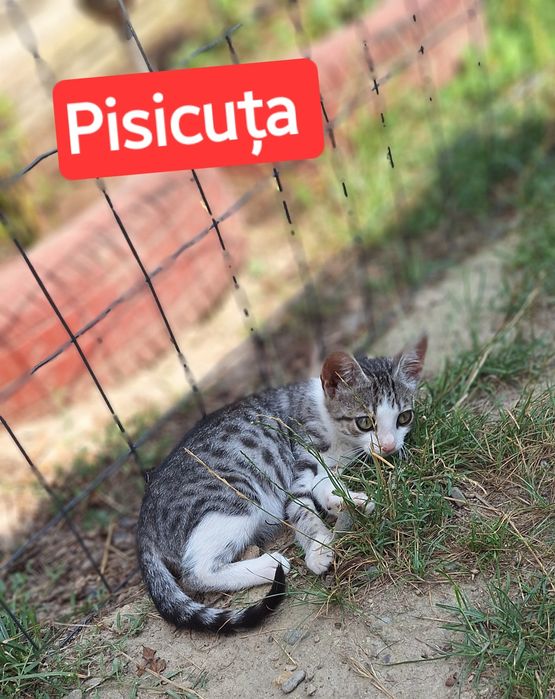 Dau spre adopție responsabilă puiuți de pisica ică !