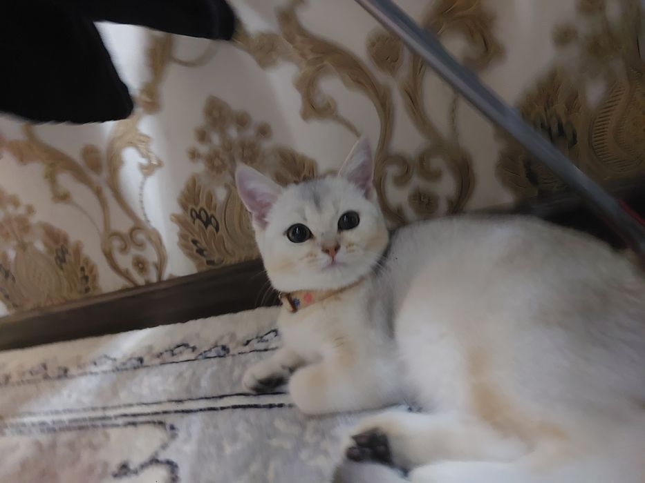 Skotish strayt shinshilla