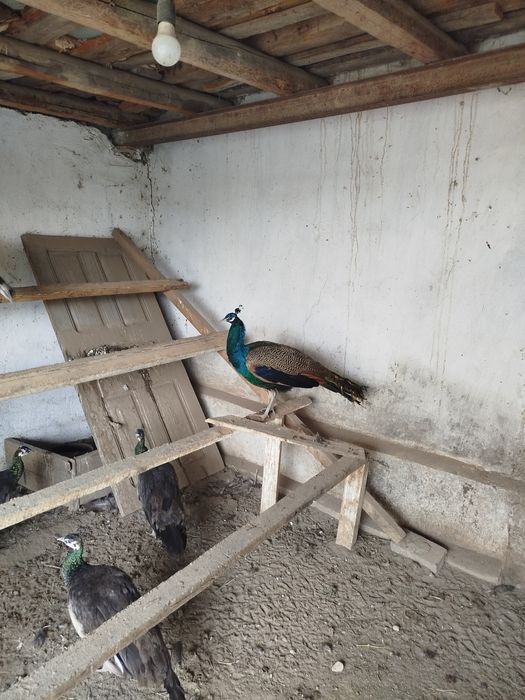 Павлины индийские