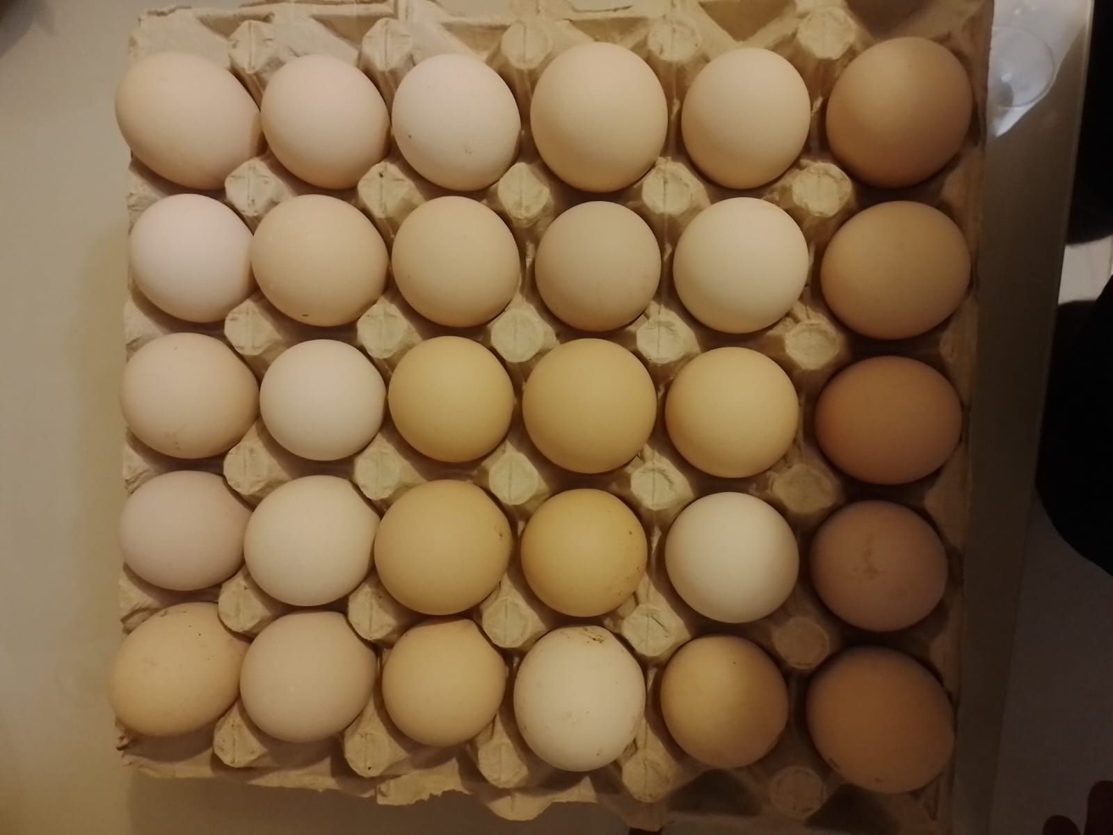 Vindem ouă de găini australorp Negru,Alb, Albastru și Splash
