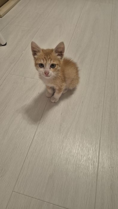 Котёнок бесплатно 1,5 месяца