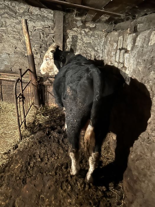 Продам бычком по 600000 тг