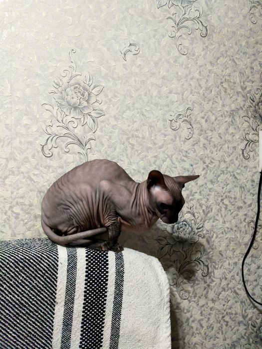 Отдам в хорошие руки девочка сфинкс