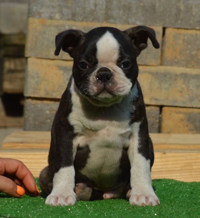 Boston Terrier mascul