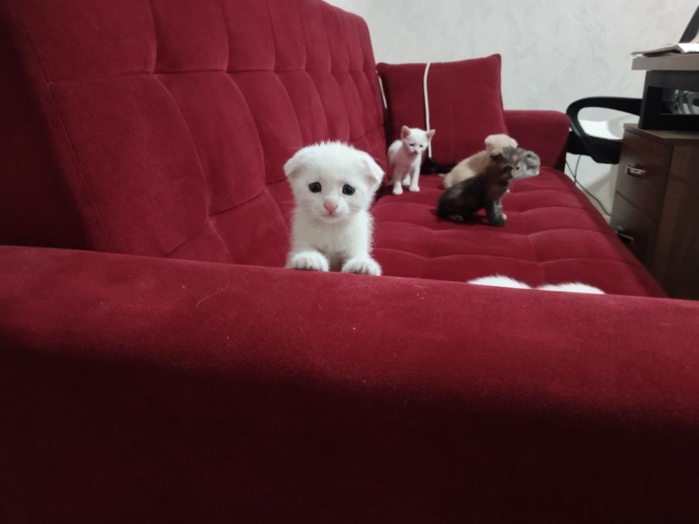 Котята, шотландские вислоухие