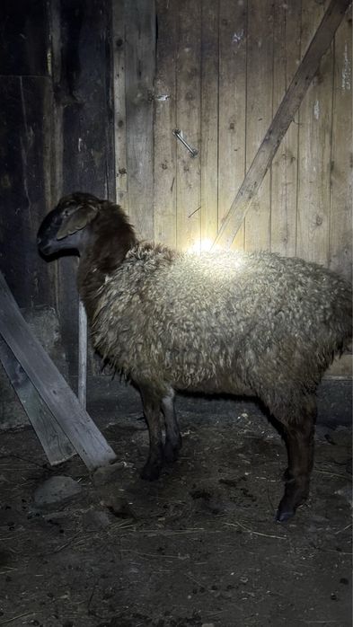 Кой семиз токты .