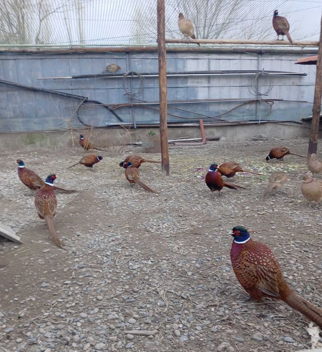 Продам    Фазанов