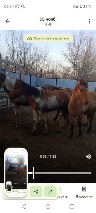 Жабағы жабағы жабағы