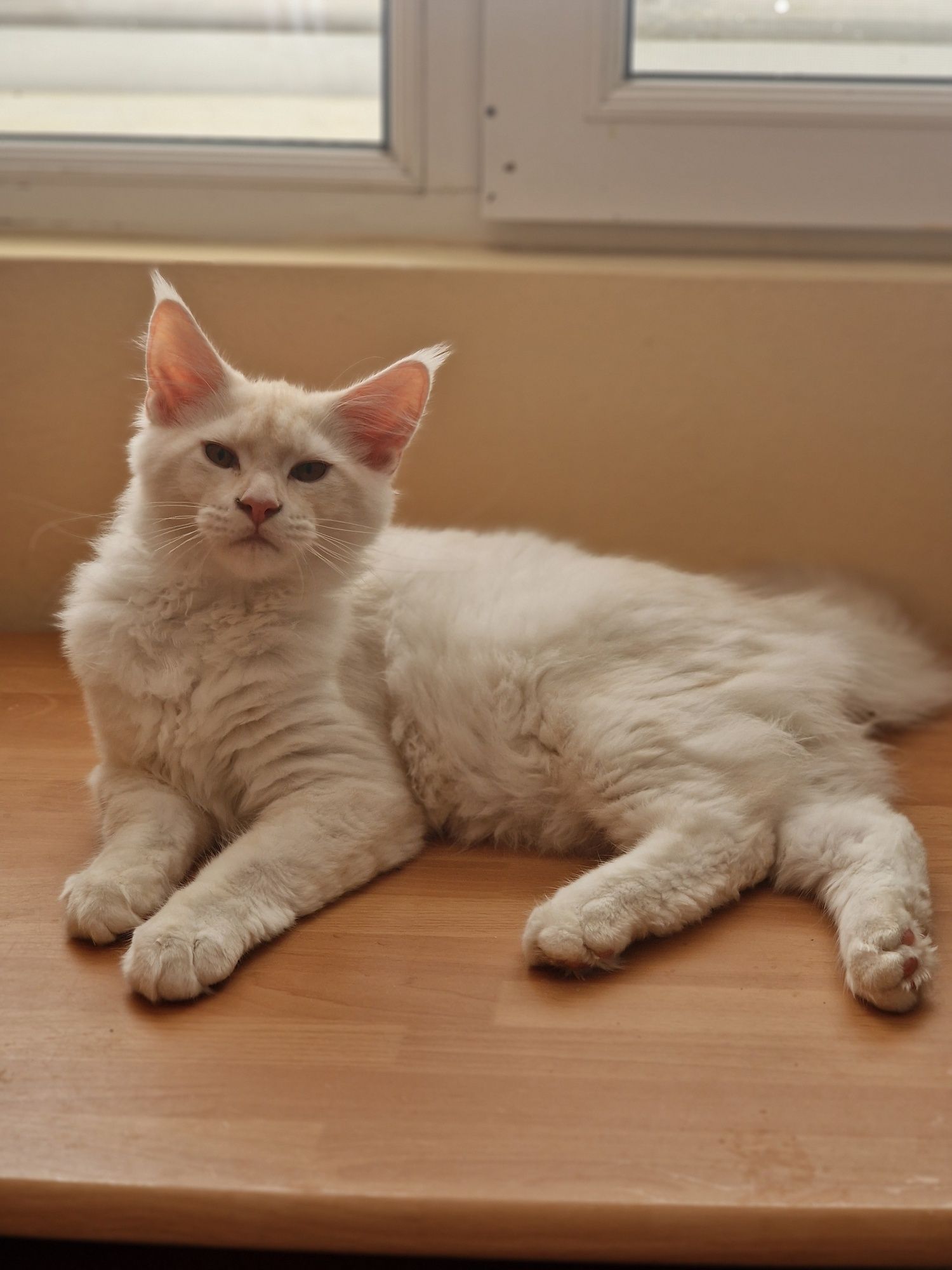Котенца Мейн Куун