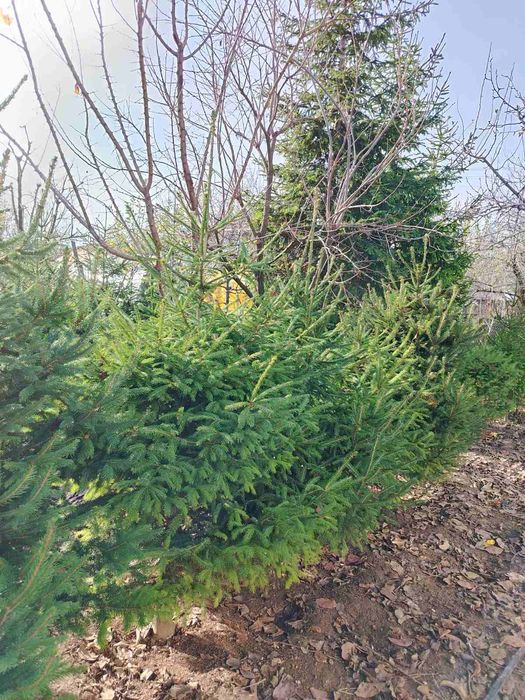 Коледни елхи от 1м до 2м