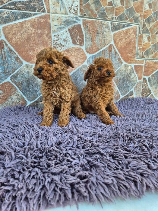 "Мини пуделчета"