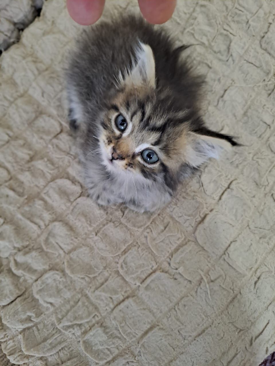 Кот котенок кот котенок