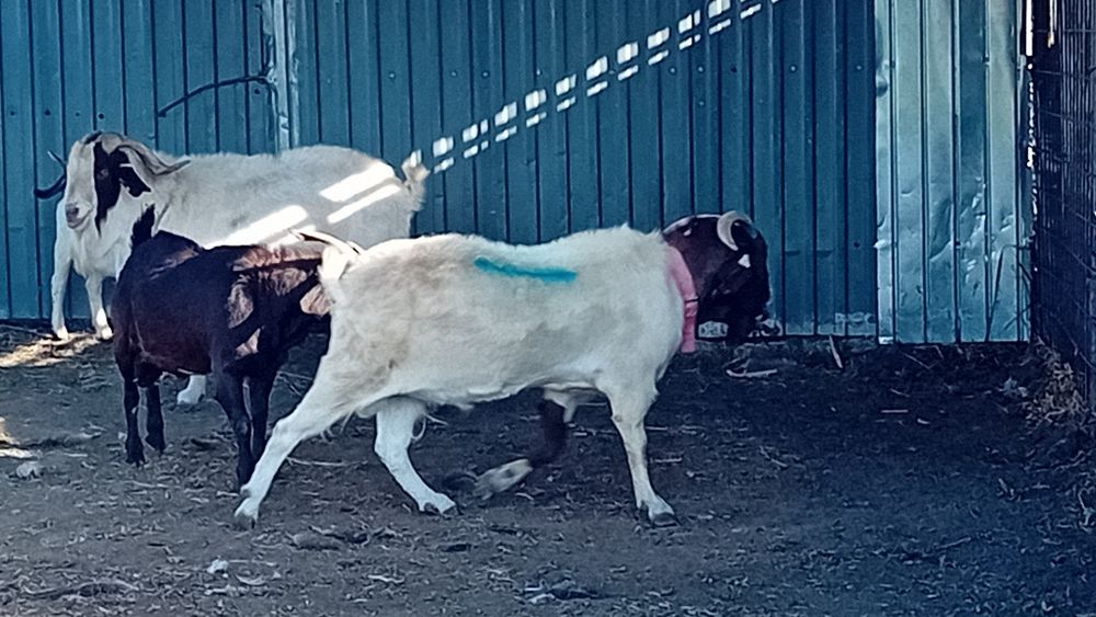 Vând TAPI BOER Boier Buren