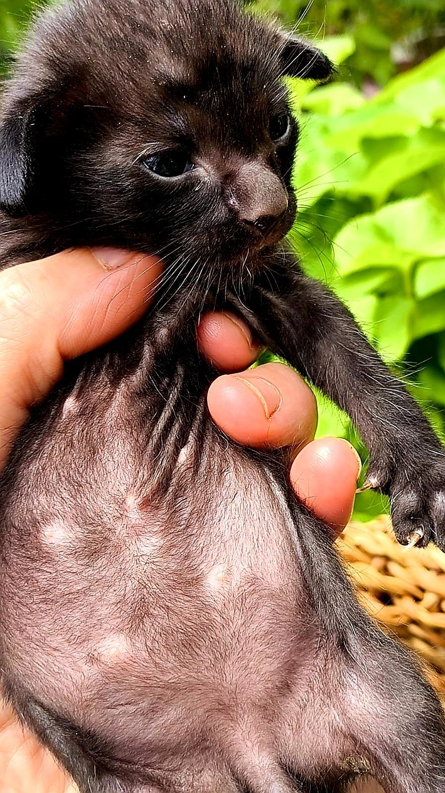 КОТЯТА! ЧУДЕСНЫЕ Ориенталы ! !