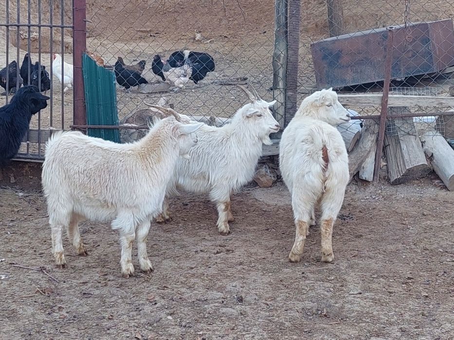 Семіз жем жеп тұрған бойдақ ешкілер сатылады