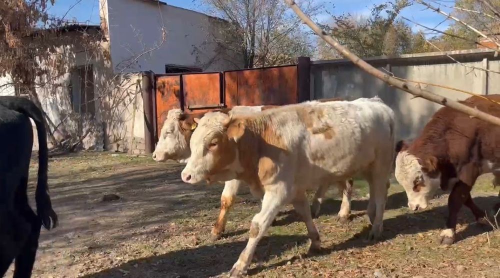 Продается в крупно-рогатый скот быки.