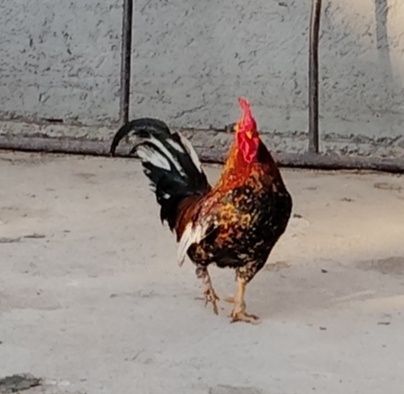 Vând cocos pitic