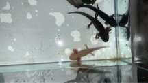 Pui de axolotl de vânzare – sănătoși, activi și bine îngrijiți