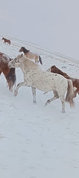Айғыр сатылады 10 жасар