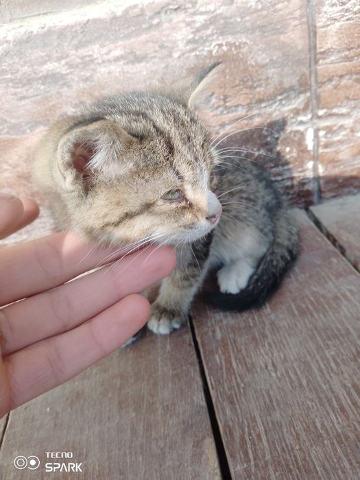 Yashil ko'zli mushuk bolasi