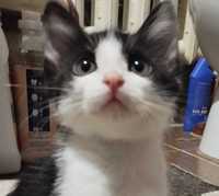 Котенок, 2,5 месяца