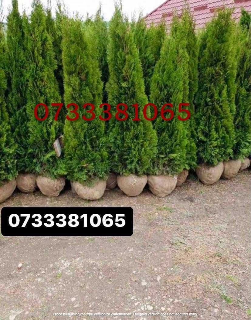 Tuia  plante ornamentale amenajez grădini