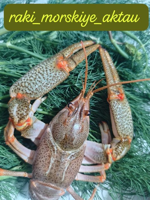 Живые раки свежий завоз