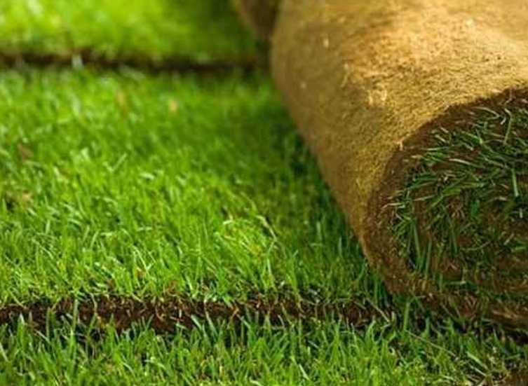 Gazon Rulou Sisteme de irigatii Tuia