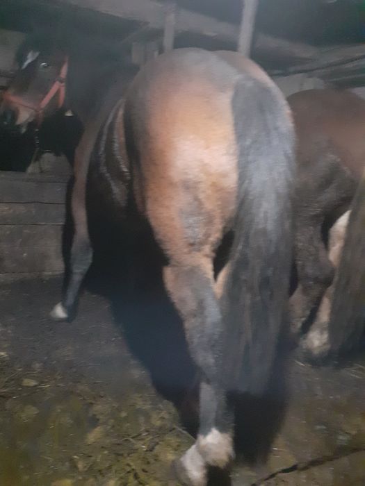 Vand manza de un an și 5 luni