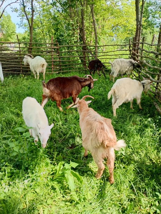 Vând capre  de lapte