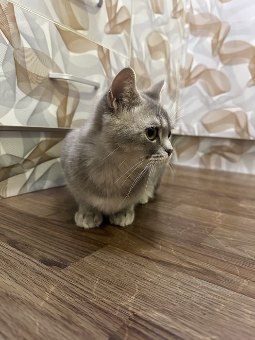 Продается кот Скоттиш Страйт, окрас Шиншила